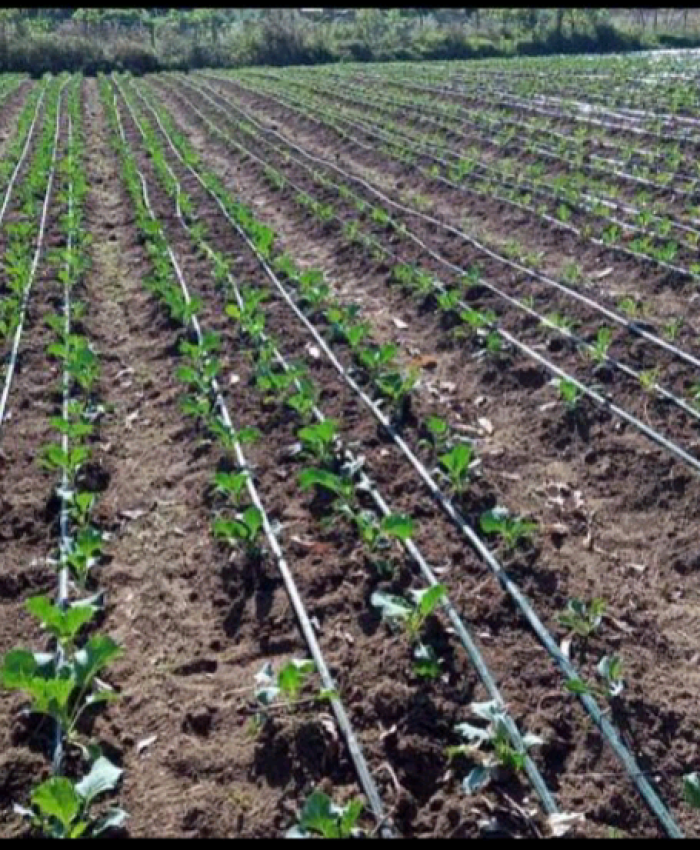 Drip Irrigation Technology in Agriculture